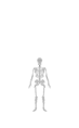 Human skeletal model