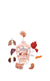 Human visceral organ model