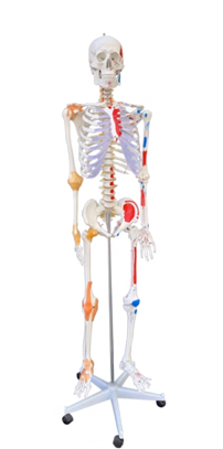 Human skeletal model