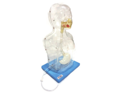 Pediatric Transparent Gastric Lavage Training Model – Half-Body Nasogastric Tube Simulator