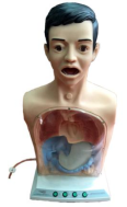 ransparent Adult Gastric Lavage Training Model with Warning System
