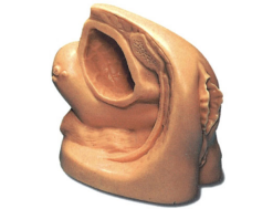 Female Genital and Urinary Catheterization Training Module