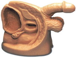 Male Genital and Urinary Catheterization Training Module