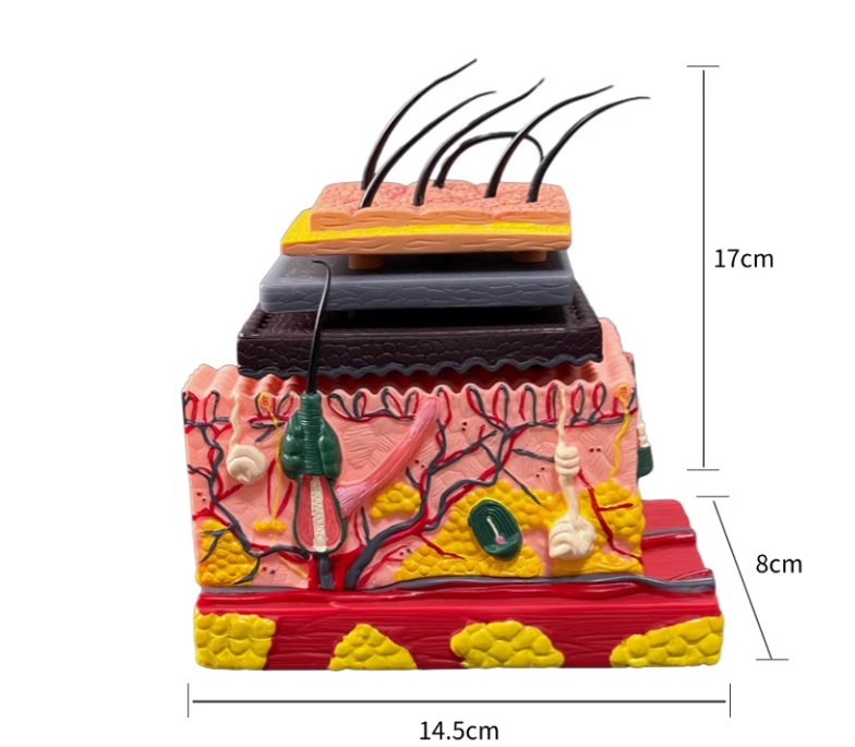 Human Skin Anatomy Model – Medical Teaching Tool for Hospitals and Schools