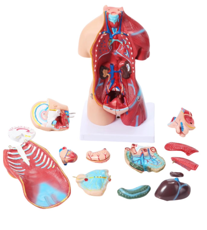55cm Human Torso Anatomy Model – Medical Teaching Tool for Hospitals and Schools