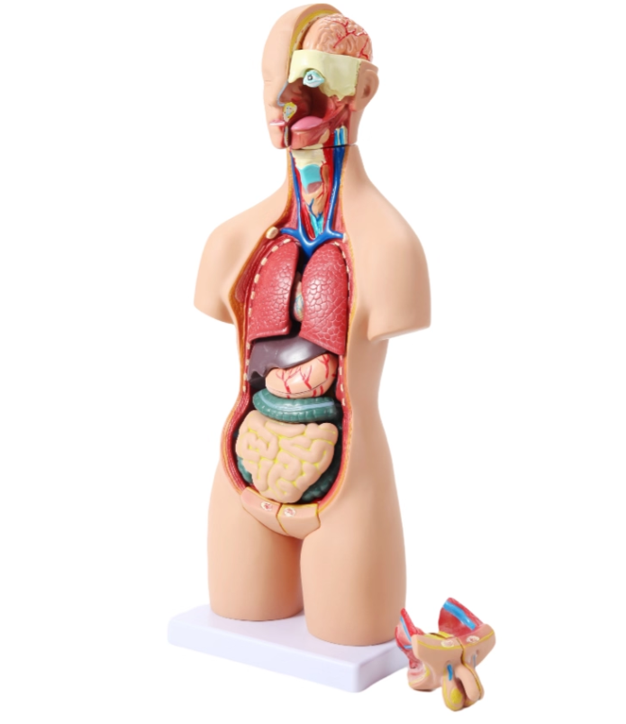 55cm Human Torso Anatomy Model – Medical Teaching Tool for Hospitals and Schools